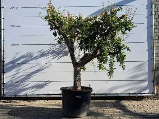 Melograno XL - Punica Granatum - altezza circa 230 cm