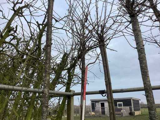 Süßkirsche – Zierbaum