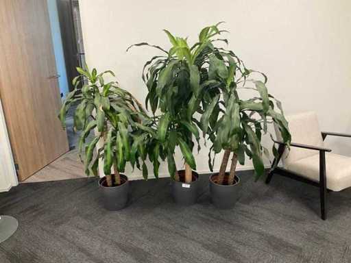 Houseplants (3x)