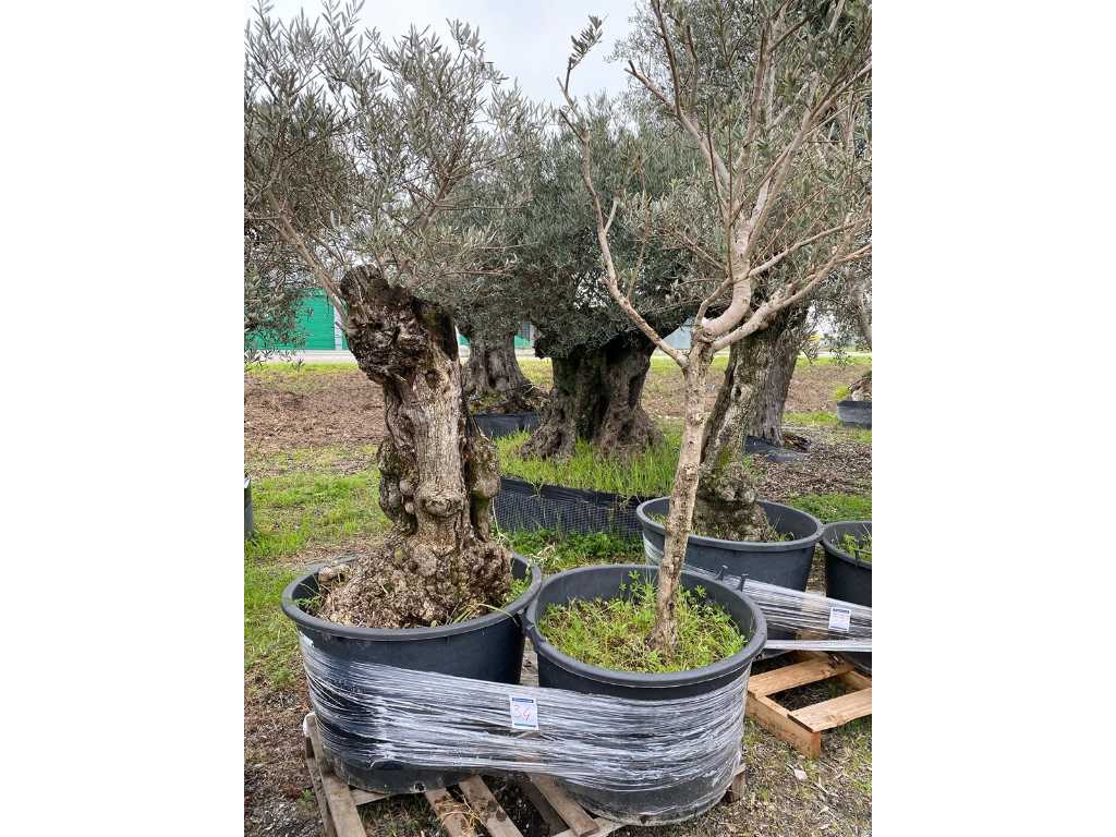 Potted olive trees (2x)