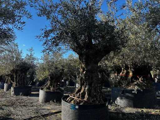  Olijfboom in een voorbeeldige mand
