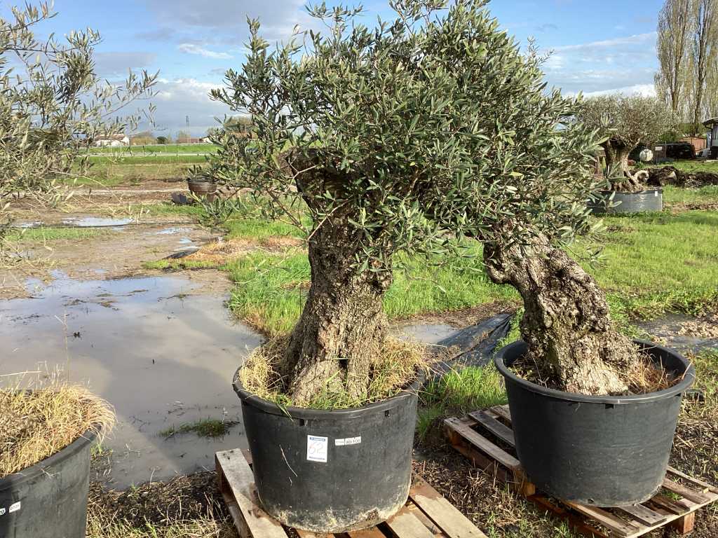 Centuries-old olive tree in pot