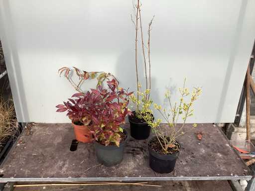 Assortiment struiken - Bolklimop - Ilex - Leucothoe - Deutzia Gracillis (x120)