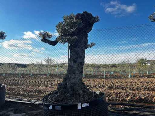 Jubiläums-Olivenbäume – Olea Europea Pom Pom Secolare