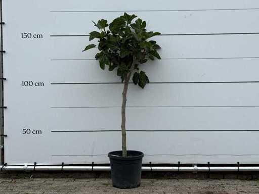 Fico - Ficus Carica - altezza circa 150 cm