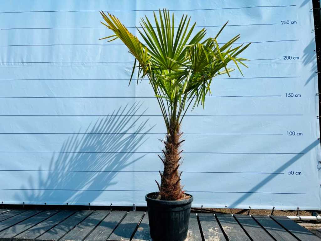 Trachycarpus fortunei 190cm pot inclus, hauteur du tronc 60/80cm