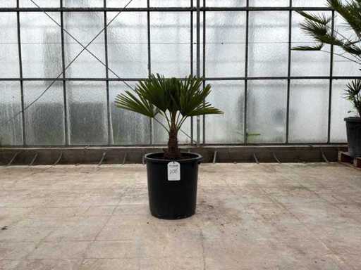 Palmboom (Trachycarpus Fortunei)