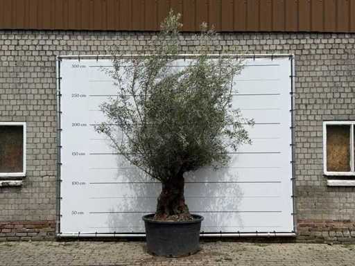 Olive tree Bonsai - Olea Europaea - approx. 80 years old - height approx. 280 cm