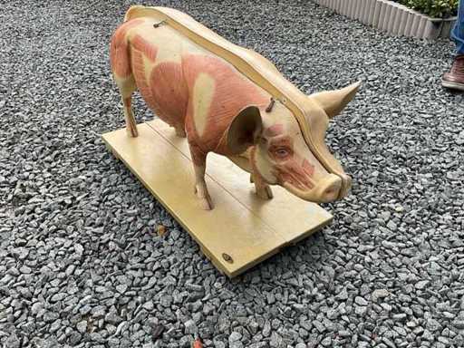 Modèles anatomiques d’enseignement d’un cochon