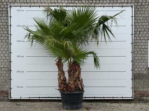 Palma a ventaglio messicana XL a più steli - Washingtonia Robusta - altezza circa 280 cm