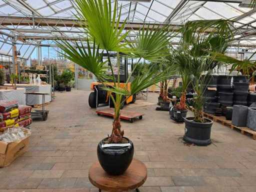 Prachtvolle Washingtonia Palme (180 cm) im edlen schwarzen Glanz-Übertopf