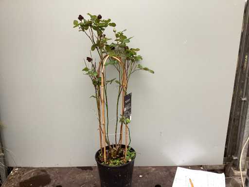 Assortiment klimplanten - Klimrozen - Klimhortensia - Jasmijn - Passiflora (x40)