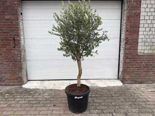 Olive tree Florida - Olea Europaea - Height approx. 170 cm 