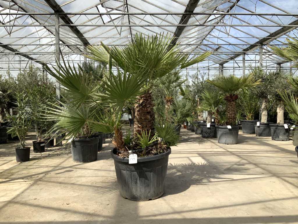 palm tree mix (Chamaerops Humilis) and (Washingtonia Robusta)
