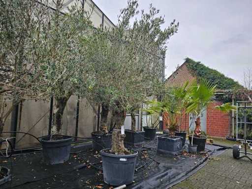 Prachtvoller Olivenbaum (100-120 Jahre) - Mediterranes Highlight