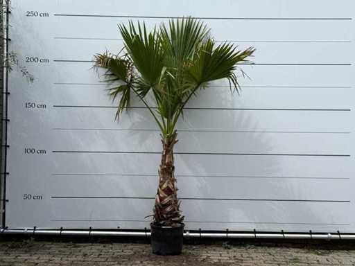 Palmier evantai mexican pe tulpină - Washingtonia Robusta - înălțime aprox. 240 cm