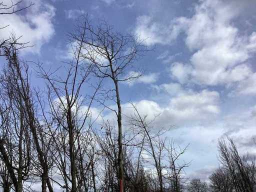 Rode Beuk - Vormboom