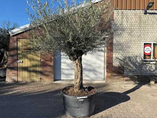 Olive tree Bonsai - Olea Europaea - 50 years old - Height approx. 250 cm 