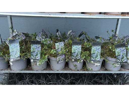 Vivace lilas américaine (19x)