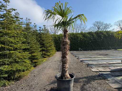 Trachycarpus fortunei - Palmier 270 cm