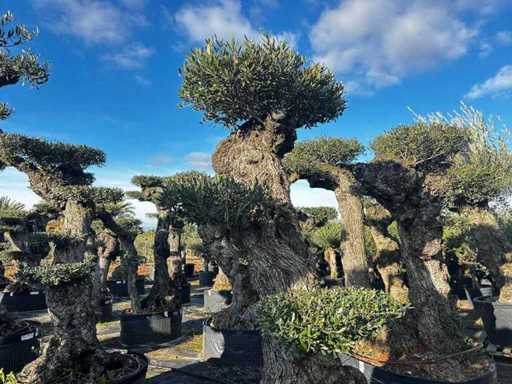 Wide Variety of Centenary Olive Trees and Palm Trees TW-SP