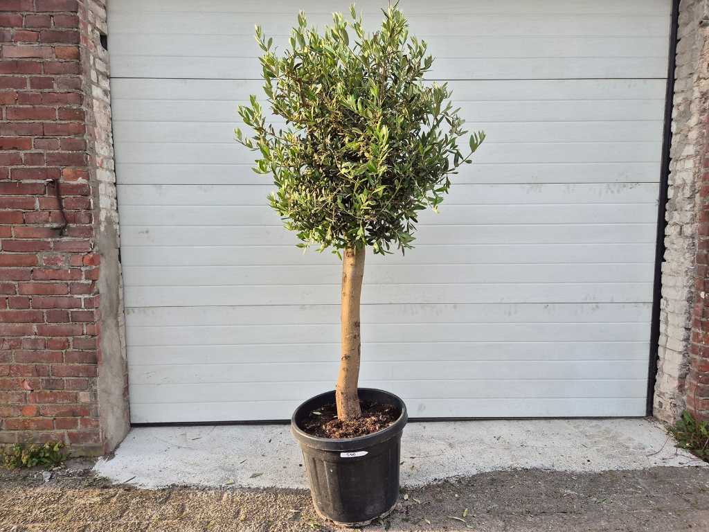 Olive tree Florida - Olea Europaea - height approx. 175 cm