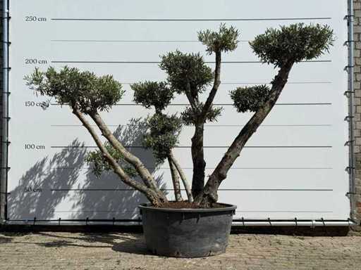 Olijfboom bolvorm XXL - Olea Europaea - ca. 200 jaar oud - hoogte ca. 250 cm