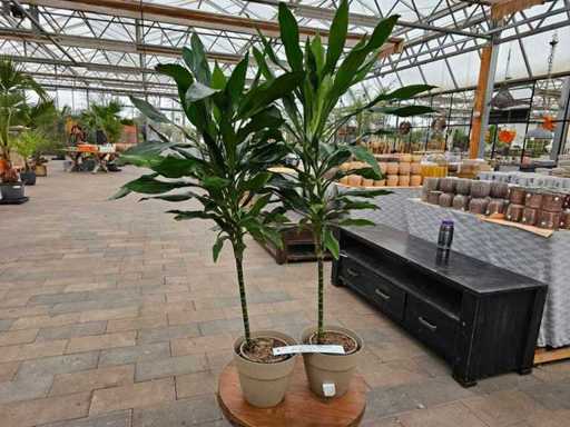 Set de 2 plante de apartament Dracaena - 150 cm, inclusiv ghivecele