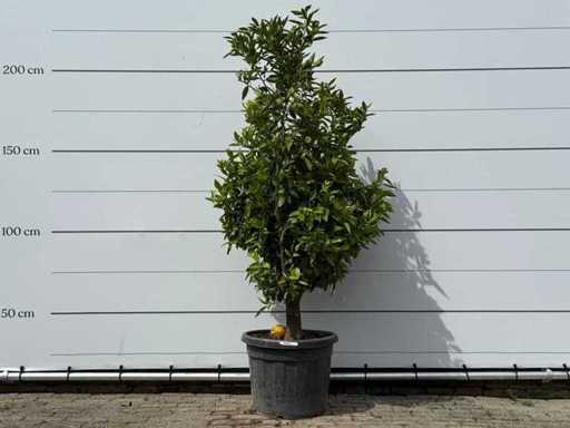 Mandarin tree - Citrus Reticulata - height approx. 200 cm