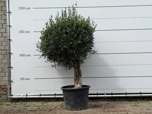 Olivenbaum kugelförmig – Olea Europaea – ca. 25 Jahre alt – Höhe ca. 180 cm