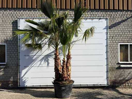 Palma a ventaglio messicana a più steli - Washingtonia Robusta - altezza circa 290 cm