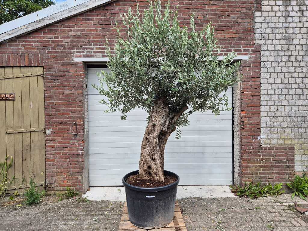 Olive tree Bonsai XL - Olea Euopaea - height approx. 300 cm