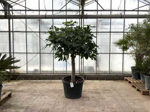 Figowiec (Ficus carica)