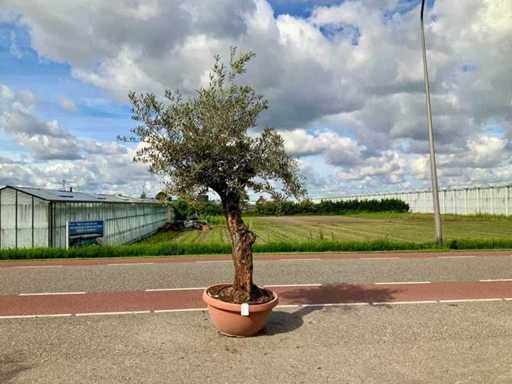 Drzewo oliwne (Olea europaea lessini)