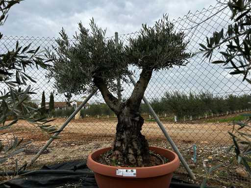  OLEA EUROPEA SECOLARE  