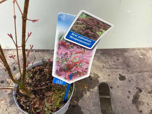 Vaste planten - Acers (x25)