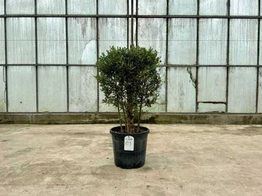 Olivenbaum (Olea Europaea Lessini)