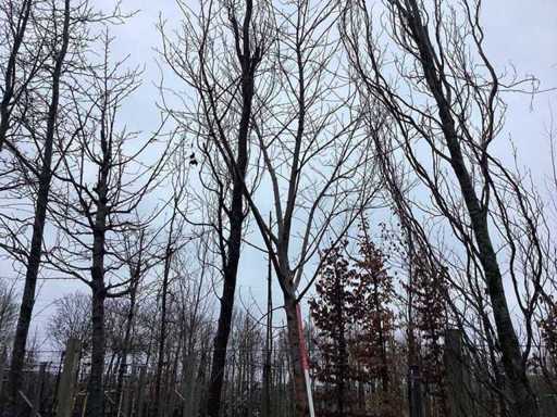 Arțar - Arbore topiar