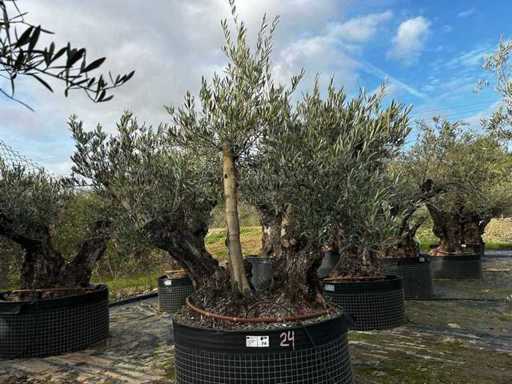 Centuries-old olive tree in basket