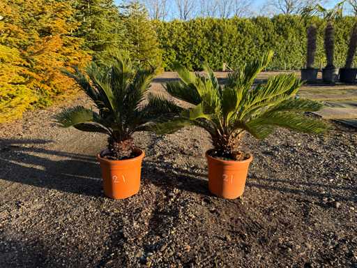 Cycas Revoluta - Peace Palm Tree 65cm (2x)