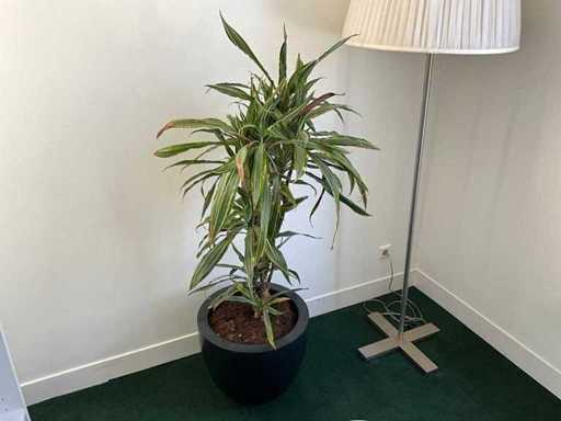 Plante cu ghivece (5 ori)