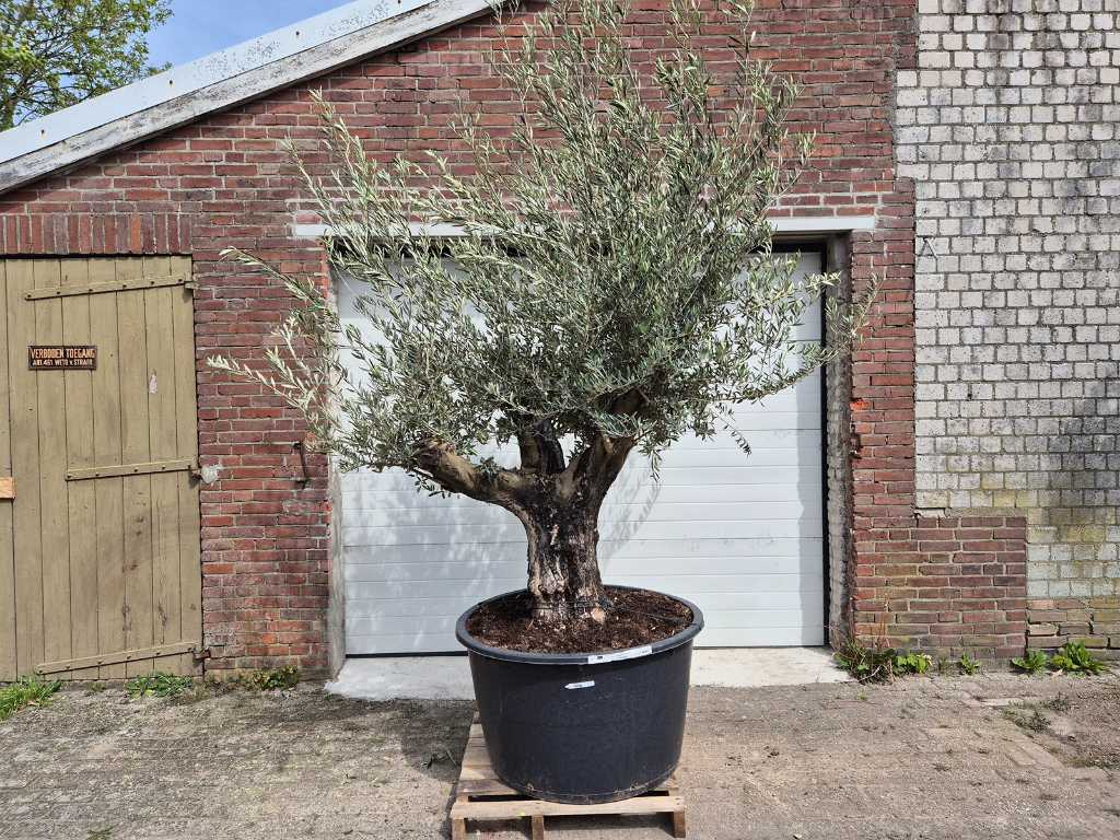 Olive tree Old Skin - Olea Europaea - height approx. 350 cm