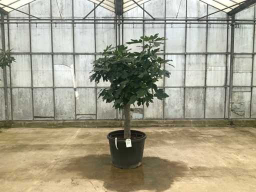 Fig tree (Ficus carica)