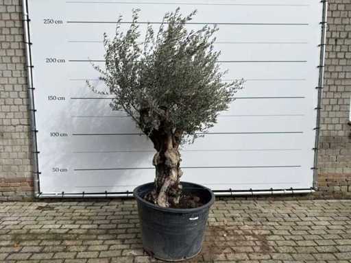 Olive tree Old Skin - Olea Europaea - approx. 75 years old - height approx. 220 cm 