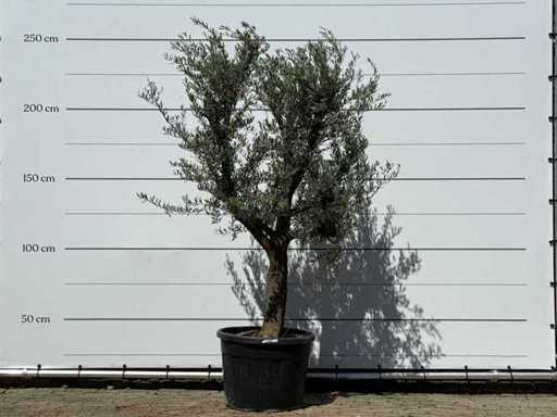 Junge Olivenbaumrinde – Olea Europaea – ca. 40 Jahre alt – Höhe ca. 240 cm