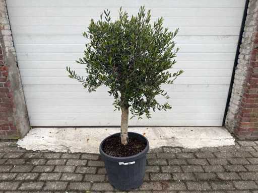 Olivier Floride - Olea Europaea - Hauteur environ 170 cm 