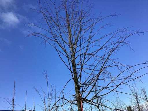 Zomerlinde - Vormboom