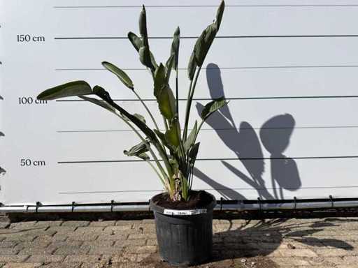 Paradijsvogelplant - Strelitzia Reginae - hoogte ca. 150 cm