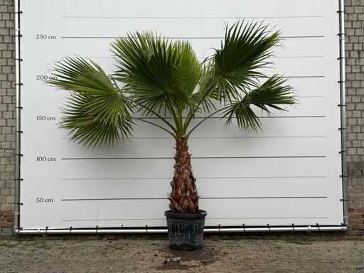 Palmier éventail mexicain - Washingtonia Robusta - hauteur du tronc 80-100 cm - hauteur environ 250 cm