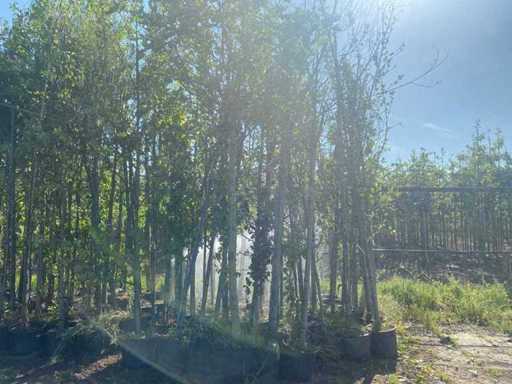 Alberi Mix - Alberi Ornamentali (40 volte)